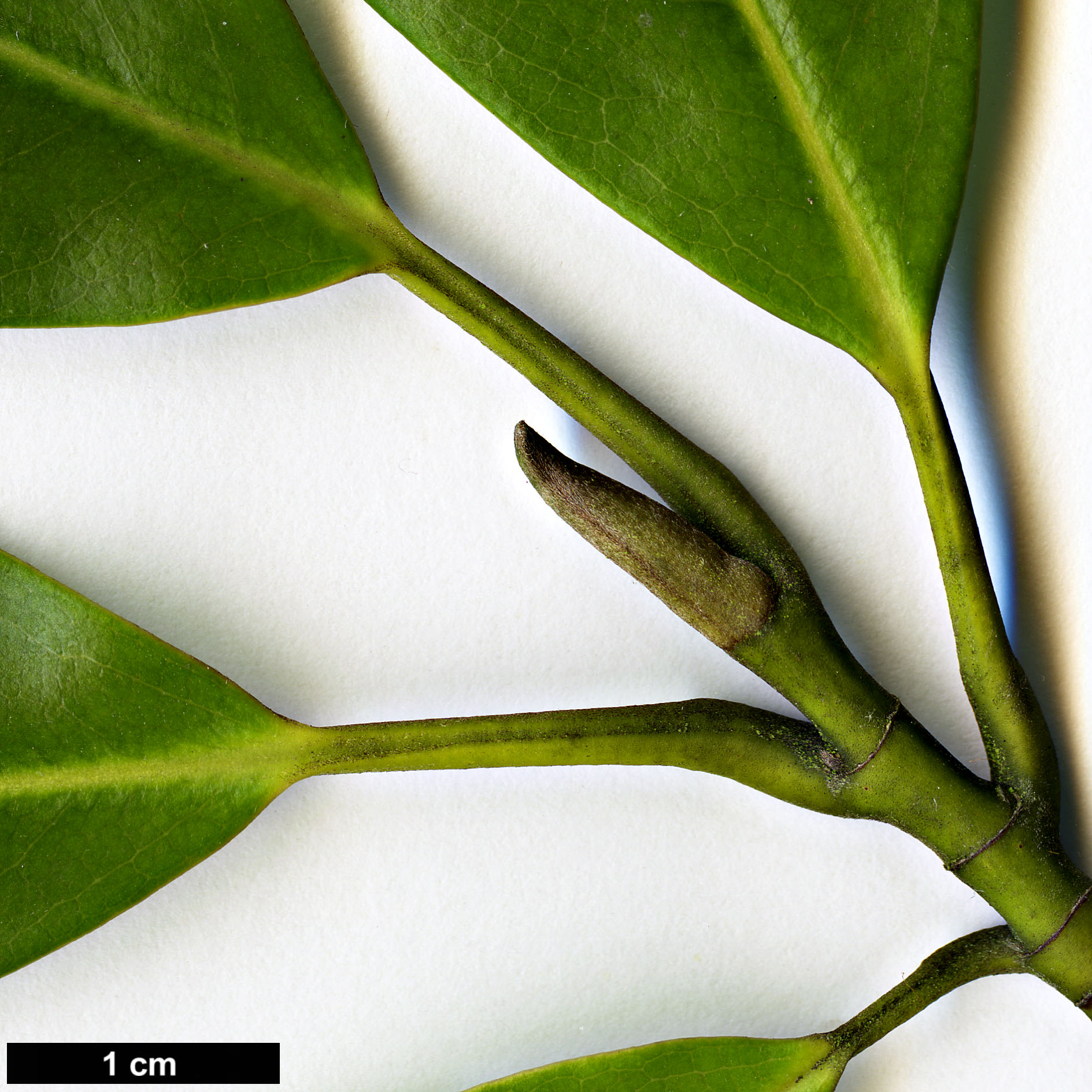 High resolution image: Family: Magnoliaceae - Genus: Magnolia - Taxon: cavaleriei - SpeciesSub: var. platypetala High resolution image: Family: Magnoliaceae - Genus: Magnolia - Taxon: cavaleriei - SpeciesSub: var. platypetala